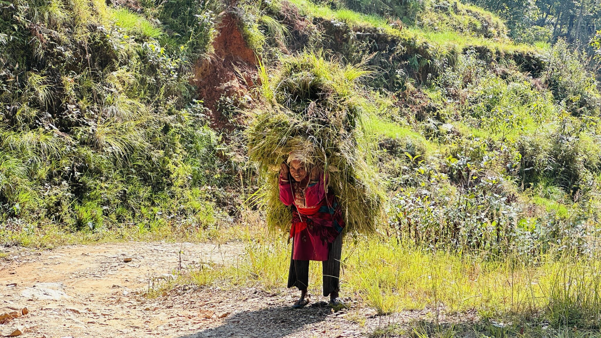 Hard work gathering buffalo food