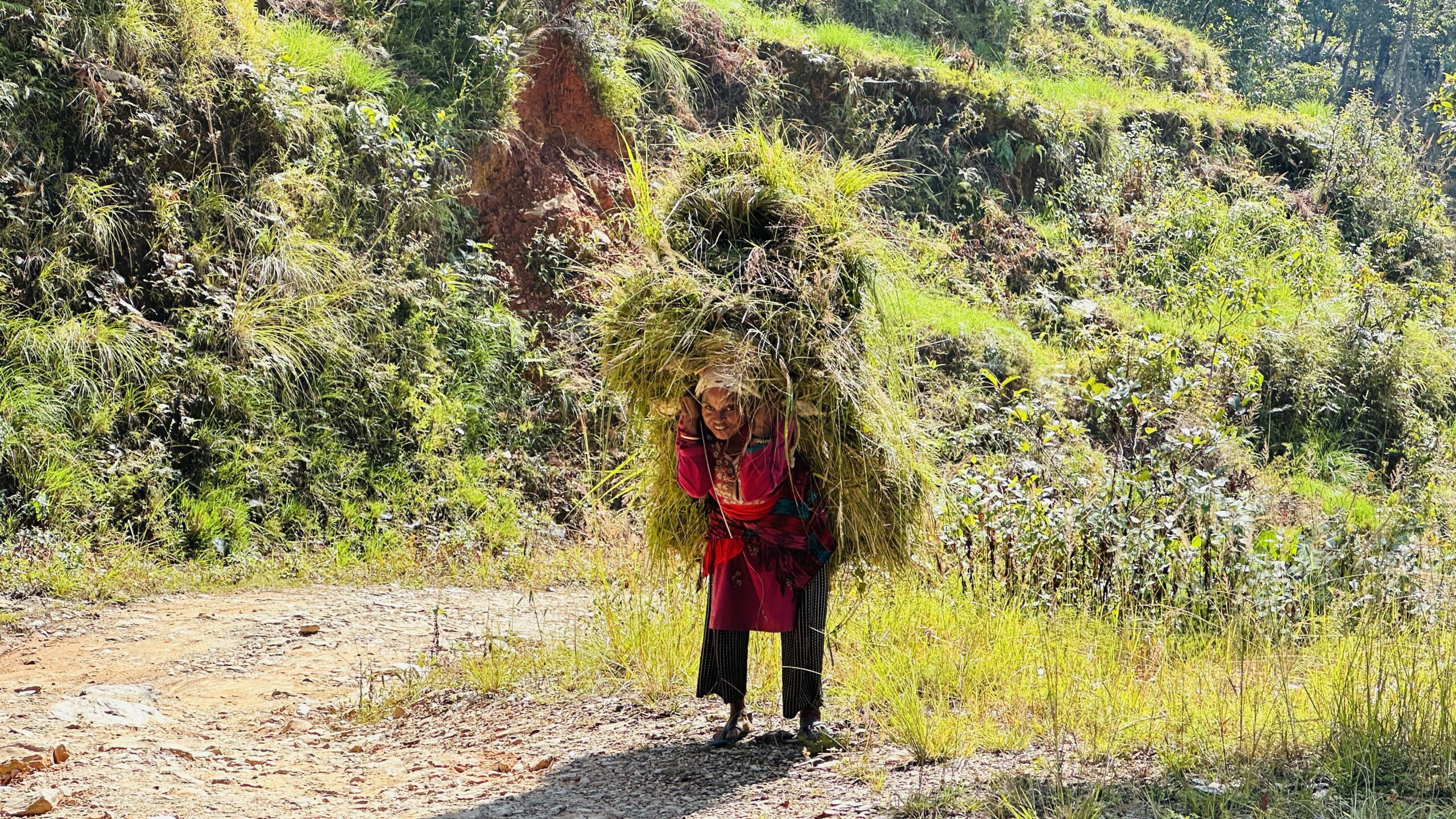 Hard work gathering buffalo food