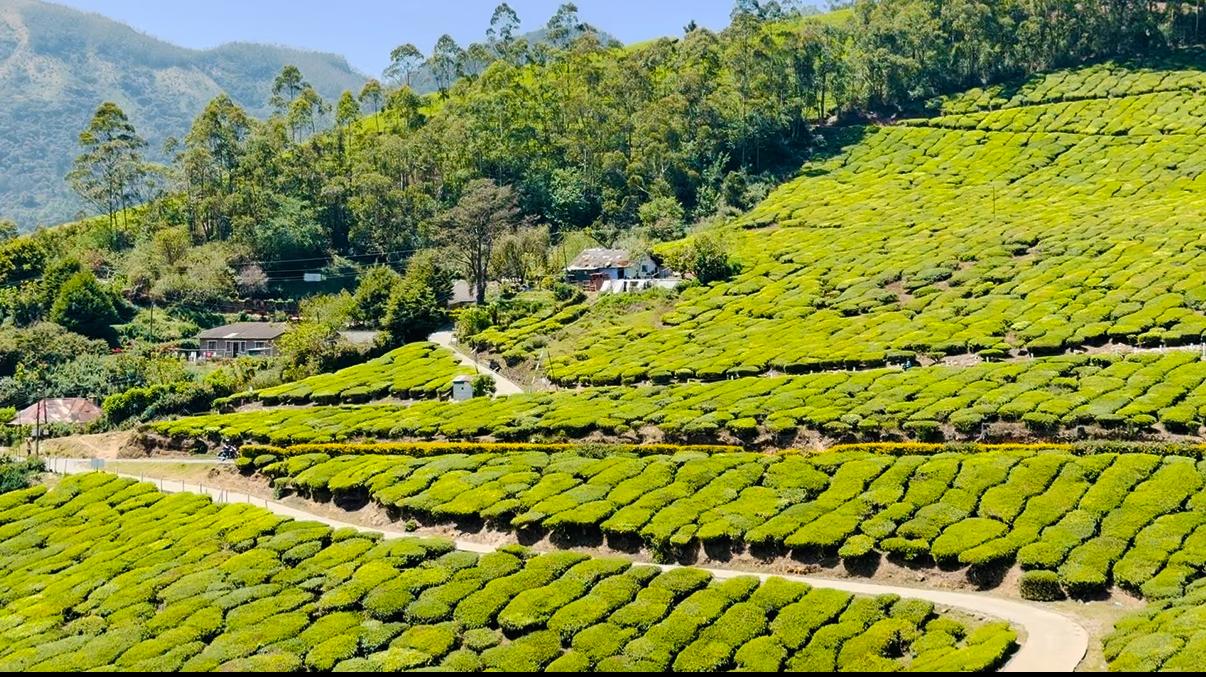 Tea Gardens