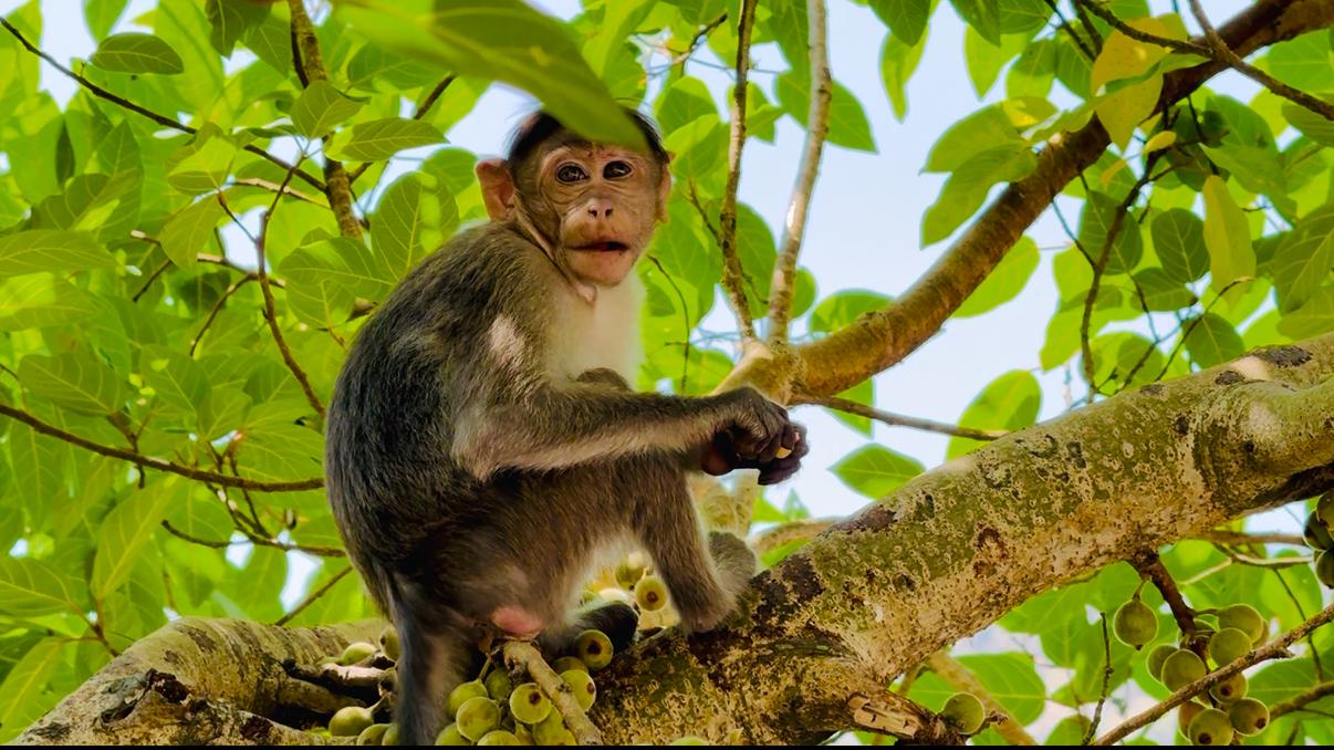Monkey Shot