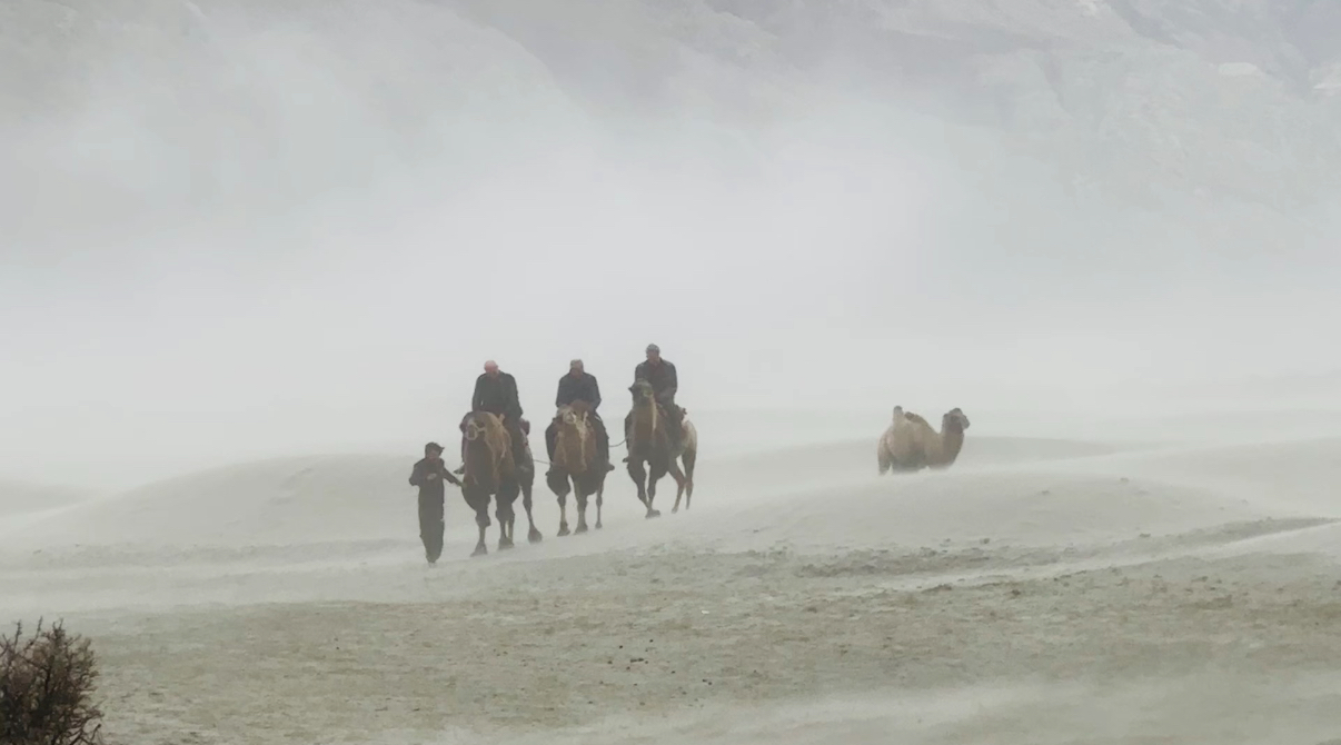 Desert Camel Ride
