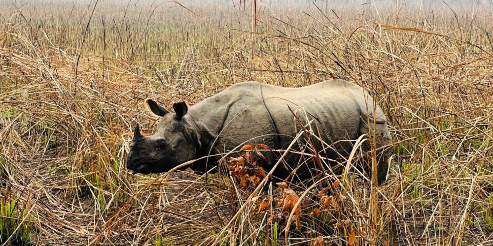 Wild Rhino