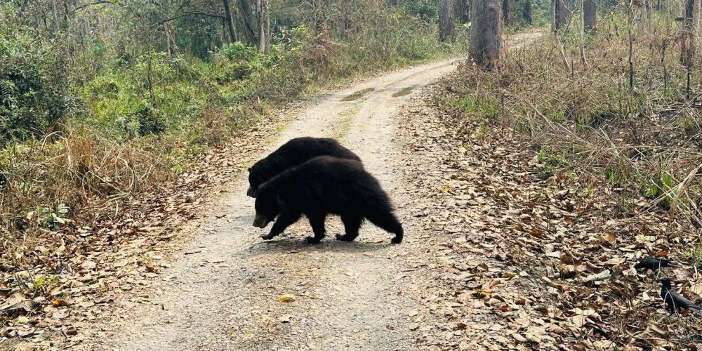 Wild Bear